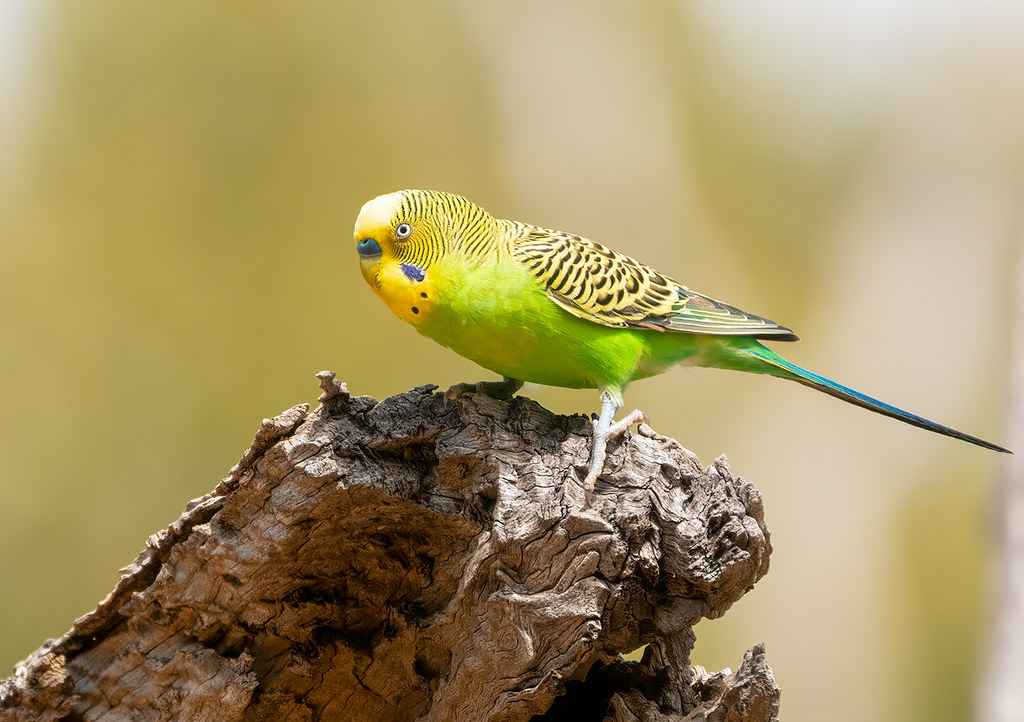 Budgerigar (124).jpg