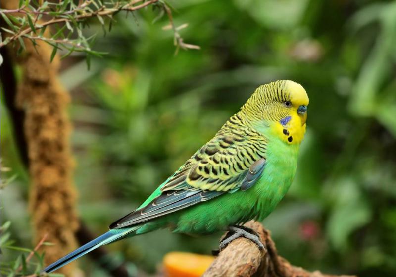 Budgerigar (129).jpg