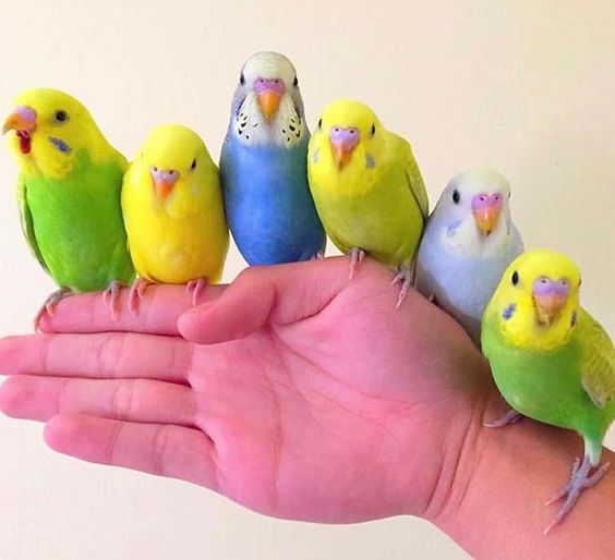 Budgerigar (13).jpg