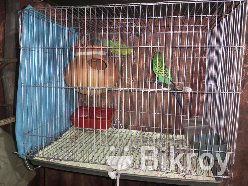 Budgerigar (130).jpg