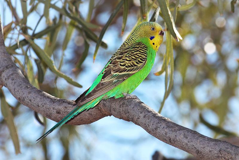 Budgerigar (131).jpg
