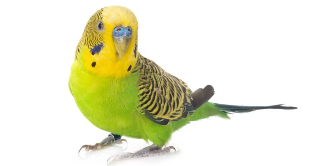 Budgerigar (135).jpg