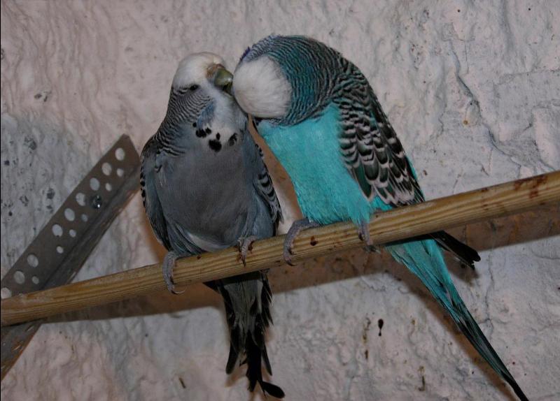 Budgerigar (136).jpg