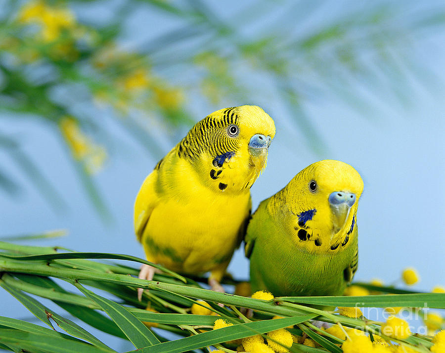 Budgerigar (137).jpg