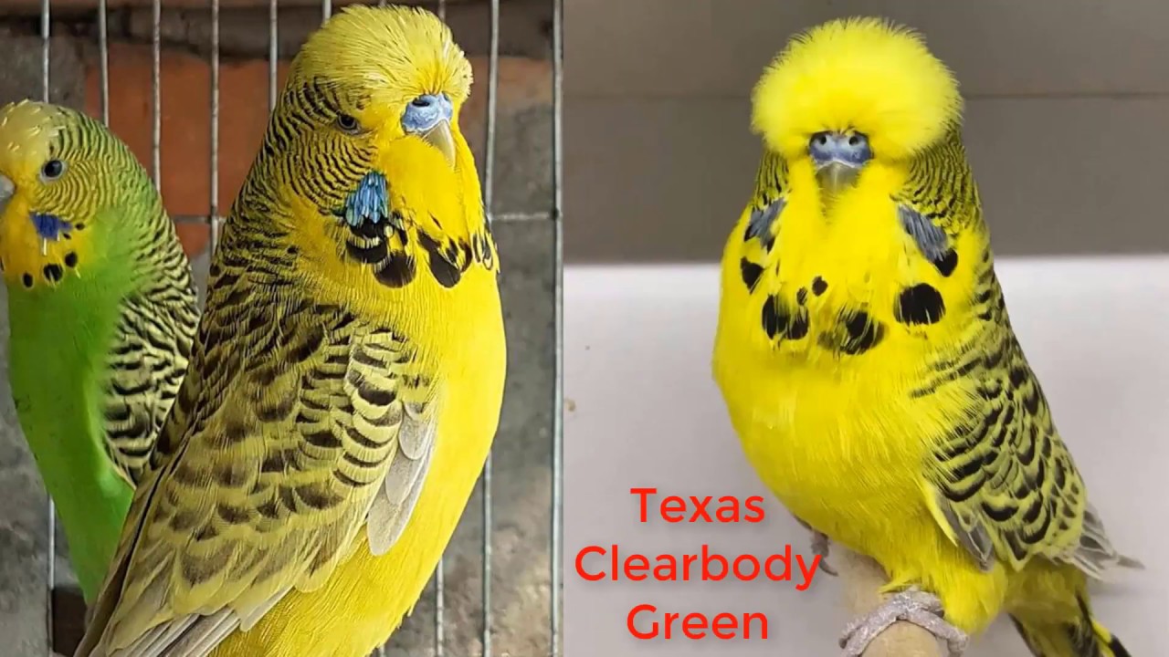 Budgerigar (138).jpg