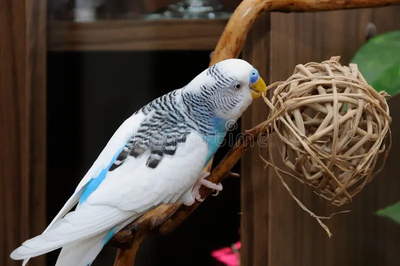 Budgerigar (139).jpg