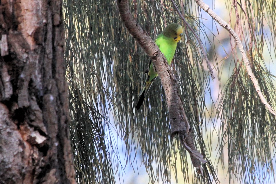 Budgerigar (14).jpg