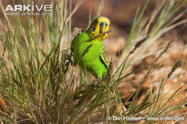 Budgerigar (140).jpg