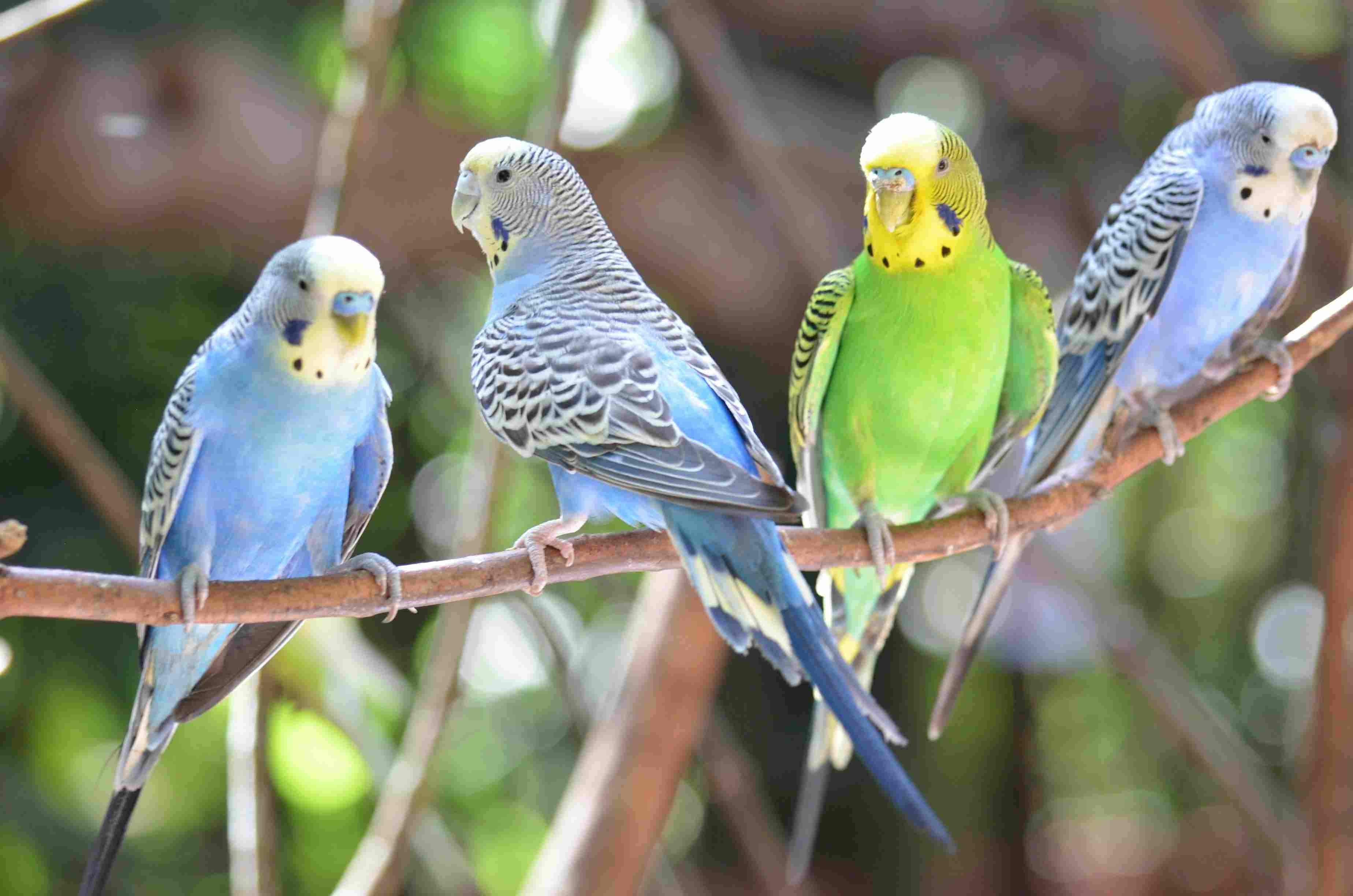 Budgerigar (141).jpg