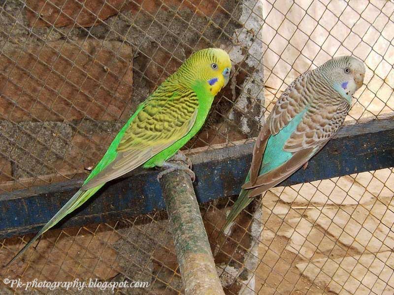 Budgerigar (142).jpg
