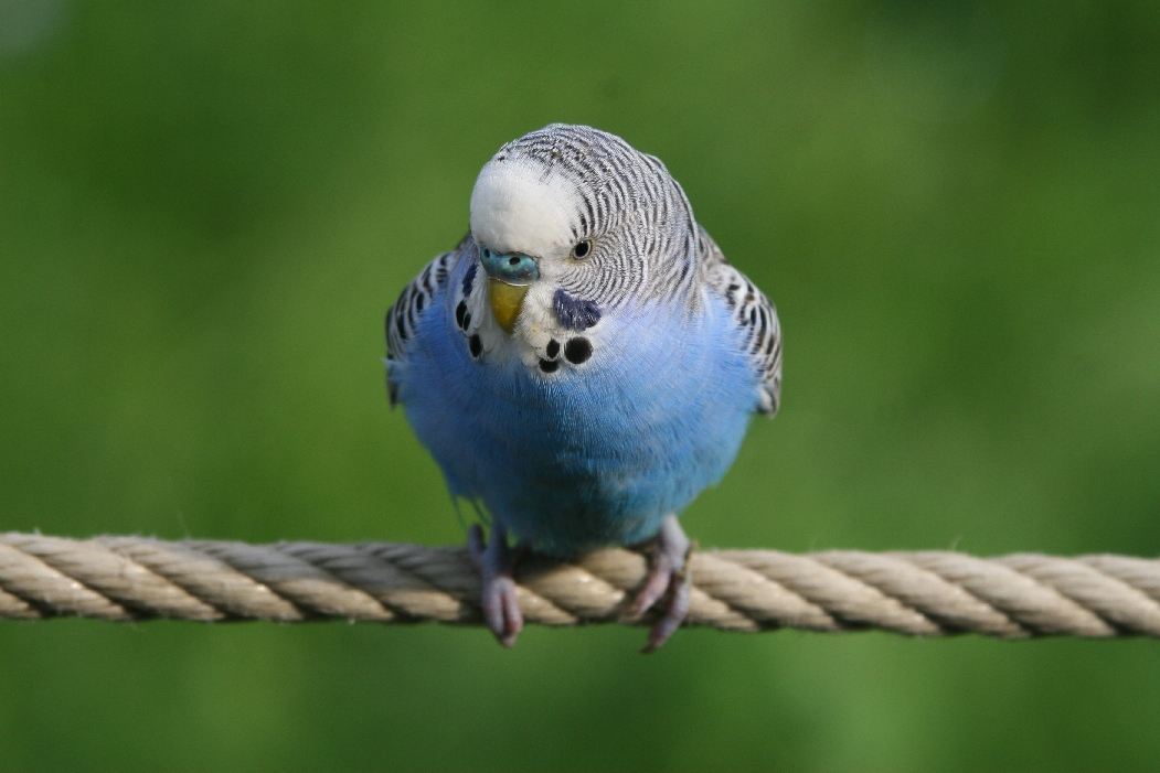 Budgerigar (143).jpg