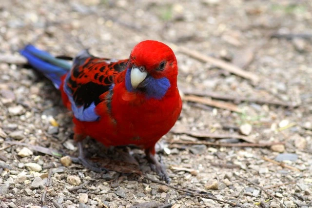 Crimson Rosella (1).jpg