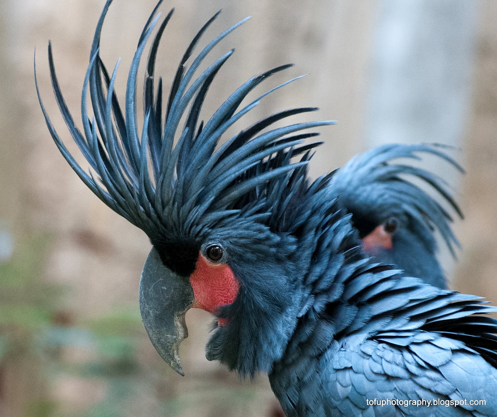 Palm Cockatoo (118).jpg