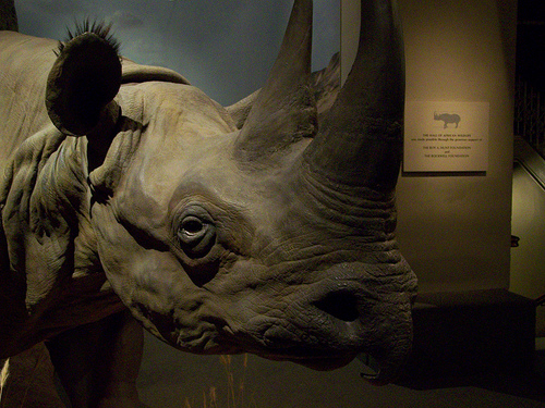 rhinoceros_rhino_0.99931765.JPEG