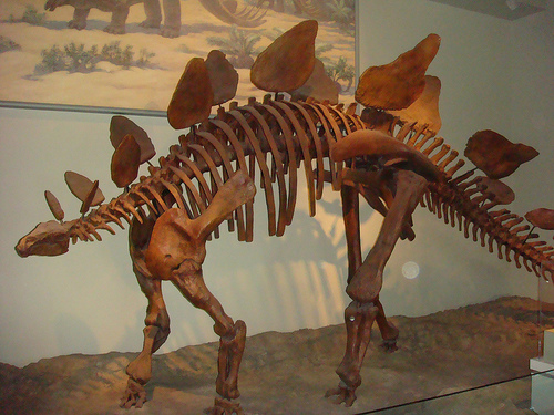 stegosaur_stegosaurus_Stegosaur_stenops_0.9999466.JPEG