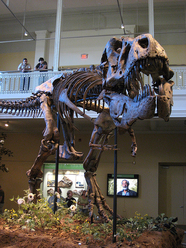 tyrannosaur_tyrannosaurus_Tyrannosaurus_rex_0.9999615.JPEG