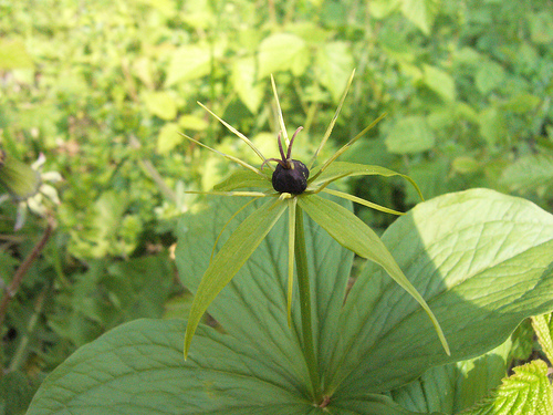 herb_Paris_Paris_quadrifolia_0.998555.JPEG