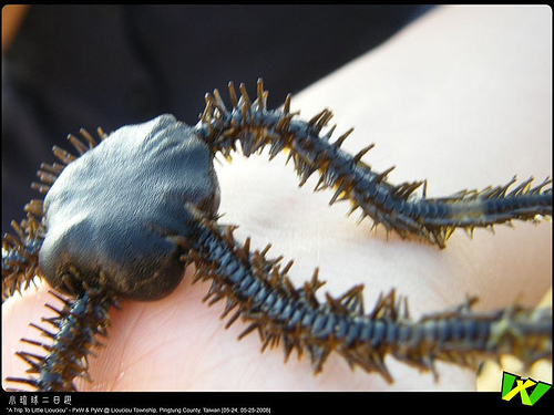 brittle_star_brittle-star_serpent_star_0.9999076.JPEG