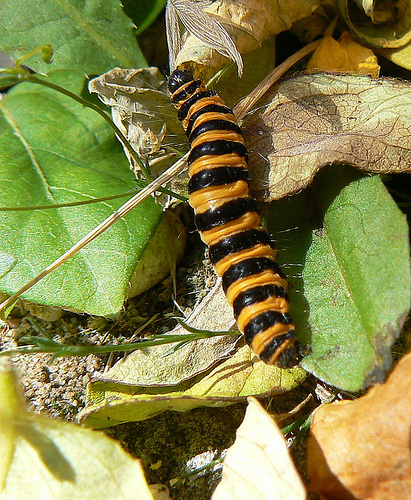 cinnabar_cinnabar_moth_Callimorpha_jacobeae_0.9999832.JPEG