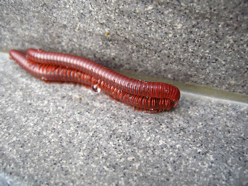 millipede_millepede_milliped_0.9999697.JPEG