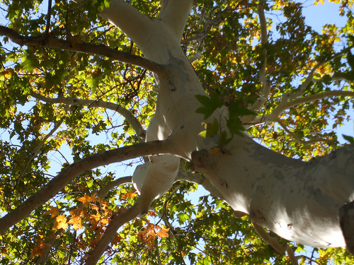 Arizona_sycamore_Platanus_wrightii_0.9996673.JPEG