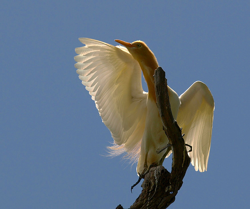 cattle_egret_Bubulcus_ibis_0.9999479.JPEG