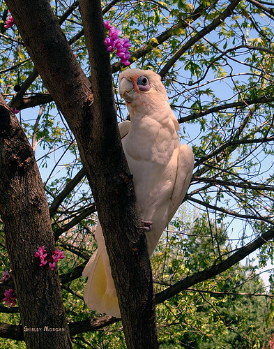 redbud_Cercis_canadensis_0.9998136.JPEG