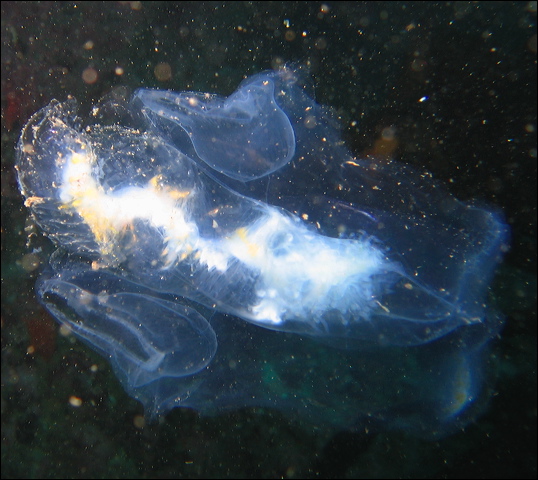 siphonophore_0.99948716.JPEG