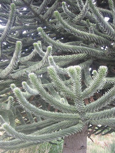 monkey_puzzle_chile_pine_Araucaria_araucana_0.9998714.JPEG