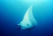 Atlantic_manta_Manta_birostris_0.9978942.JPEG