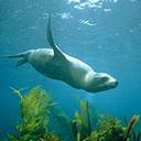 Australian_sea_lion_Zalophus_lobatus_0.9999602.JPEG