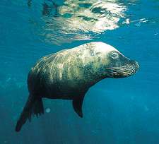 Australian_sea_lion_Zalophus_lobatus_0.99996495.JPEG