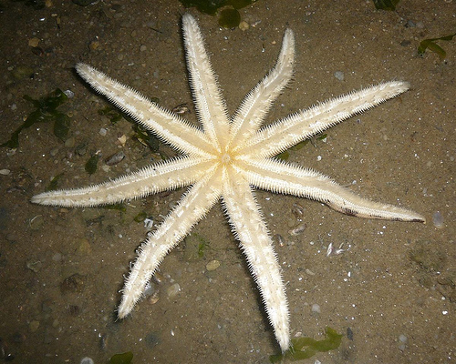 echinoderm_0.9997055.JPEG