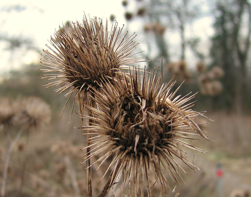 burdock_clotbur_0.9990656.JPEG