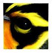 Blackburn_Blackburnian_warbler_Dendroica_fusca_0.99973696.JPEG