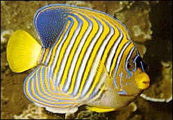 angelfish_0.99775153.JPEG