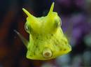 cowfish_Lactophrys_quadricornis_0.9993279.JPEG