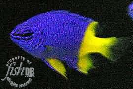 damselfish_demoiselle_0.99999595.JPEG