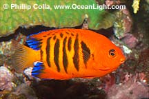 flame_fish_flamefish_Apogon_maculatus_0.99478614.JPEG