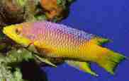 pigfish_hogfish_Orthopristis_chrysopterus_0.9954868.JPEG