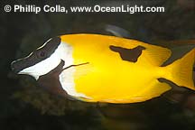 rabbitfish_Chimaera_monstrosa_0.9957553.JPEG