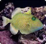 triggerfish_0.99303085.JPEG