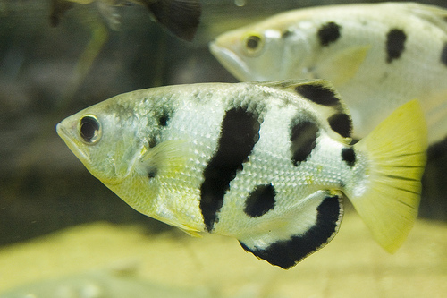 archerfish_Toxotes_jaculatrix_0.9968875.JPEG