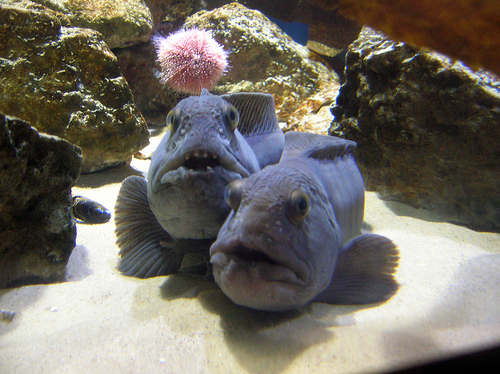 wolffish_wolf_fish_catfish_0.99998105.JPEG