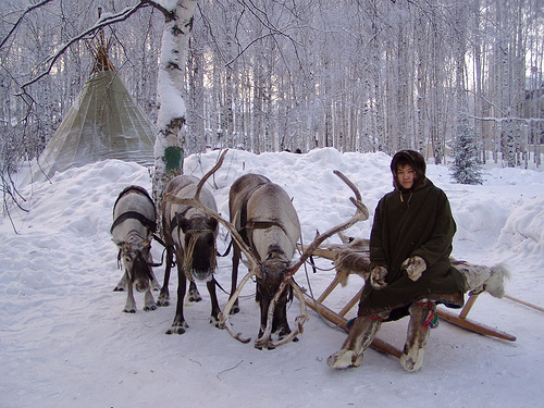 caribou_reindeer_Greenland_caribou_Rangifer_tarandus_0.99949014.JPEG