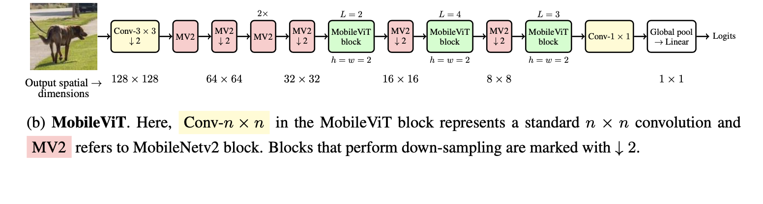 MobileViT-Architecture.png