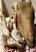 head7_688.xml_sheep-head_1519.jpg