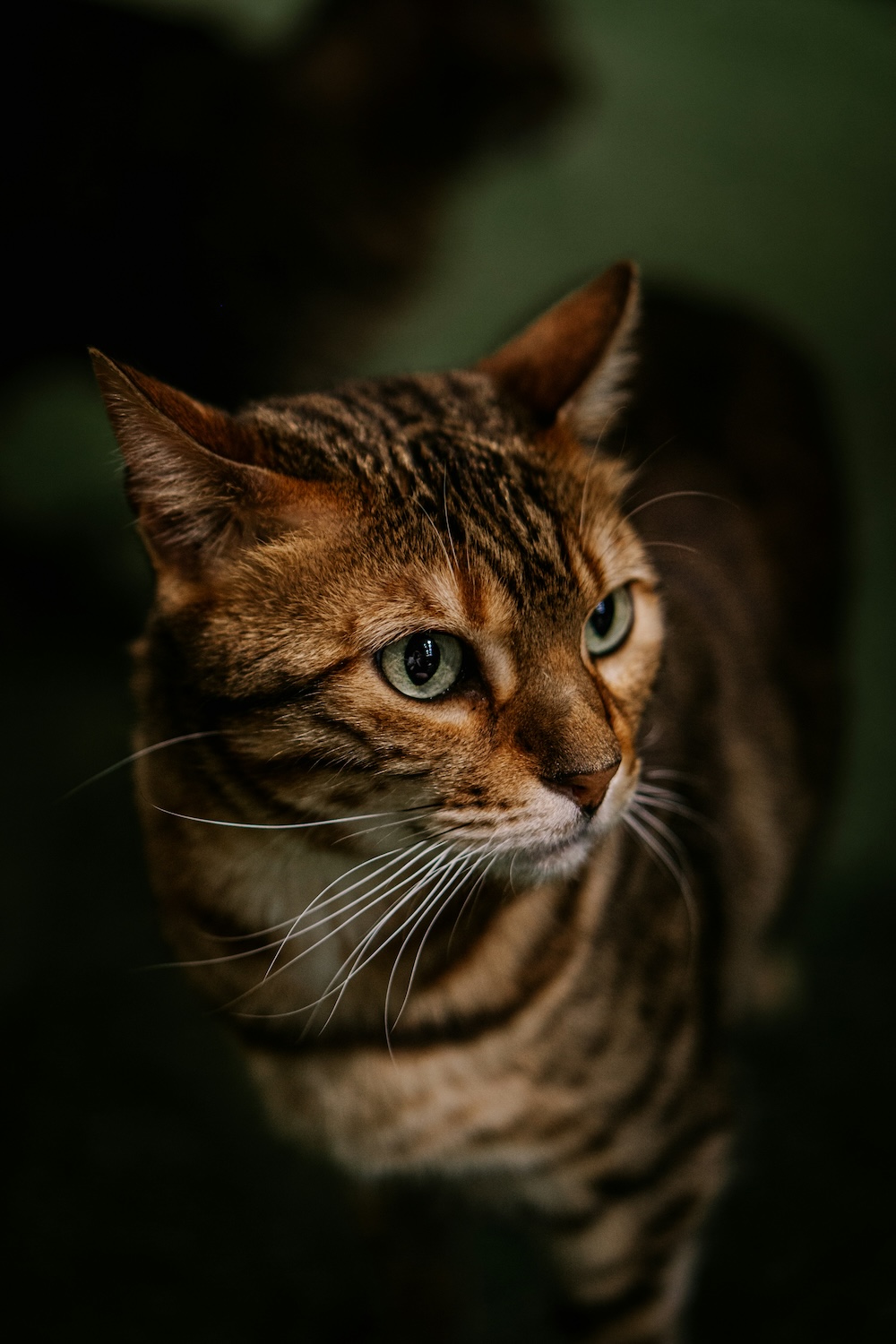 diana-lisunova-UZiCG0LH7oQ-unsplash.jpg