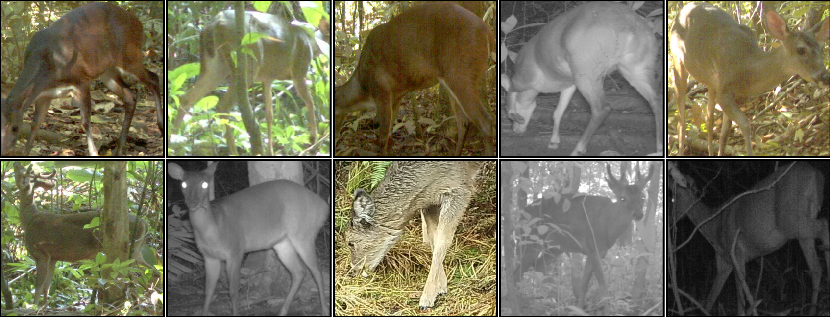 Deer