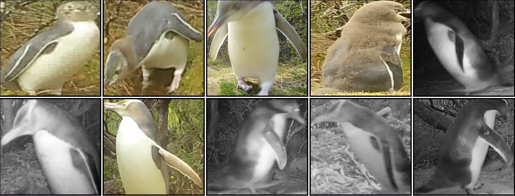 Penguin